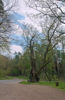 Chêne des sorcières_5625425982_l.jpg